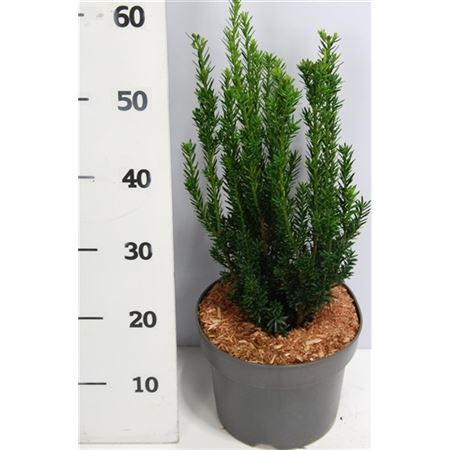 Taxus Media Hillii