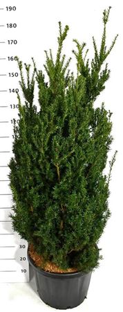 Taxus Media Hillii