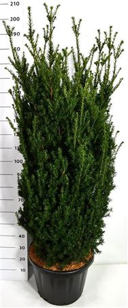 Taxus Media Hillii