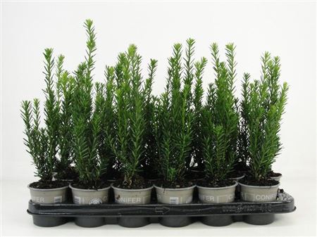 Taxus Media Hillii