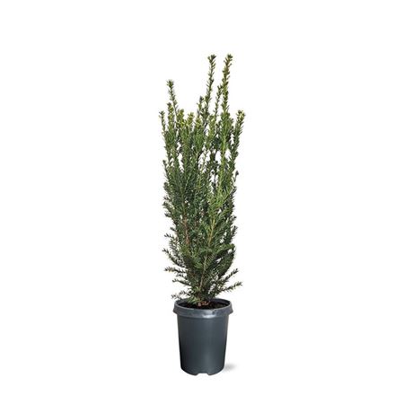 Taxus Media Hillii