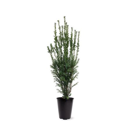 Taxus Media Hillii