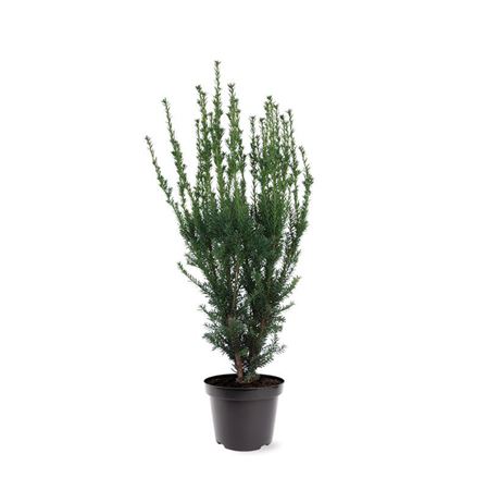 Taxus Media Hillii