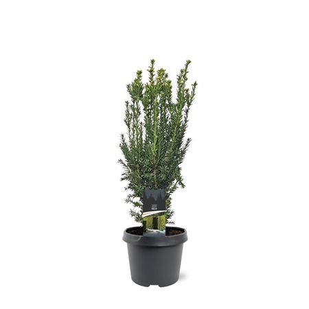 Taxus Media Hillii