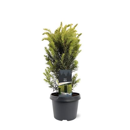 Taxus Media Hillii