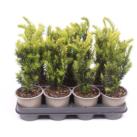 Taxus Media Hillii