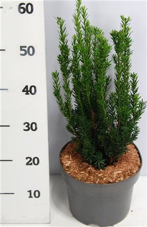 Taxus Media Hillii