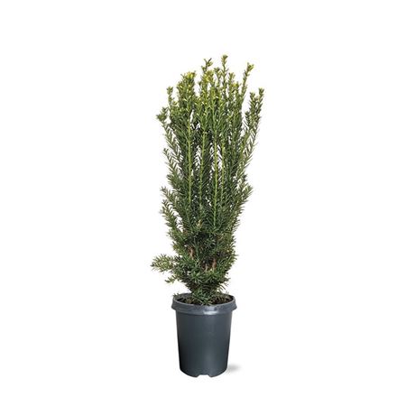 Taxus Media Hillii
