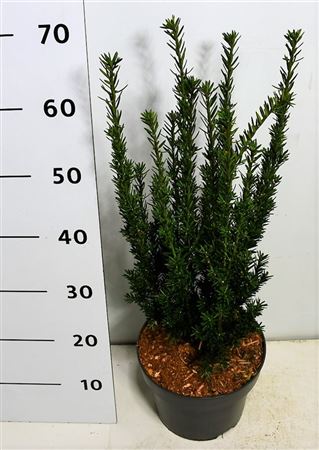 Taxus Media Hillii