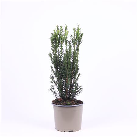 Taxus Media Hillii