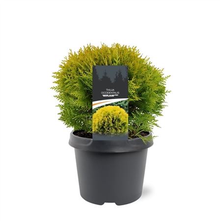 Thuja Occ Mirjam