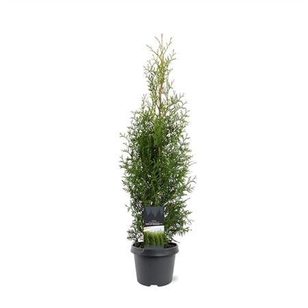 Thuja Occ King Of Brabant