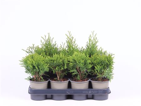 Thuja Mix