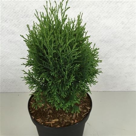 Thuja Occ Miky