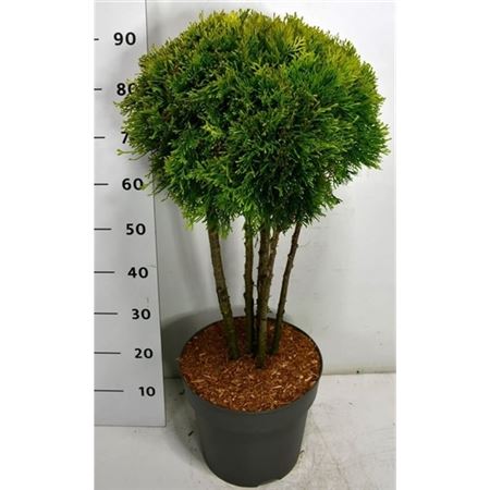 Thuja Occ Golden Smaragd