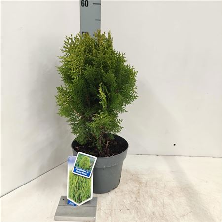 Thuja Or Aurea Nana