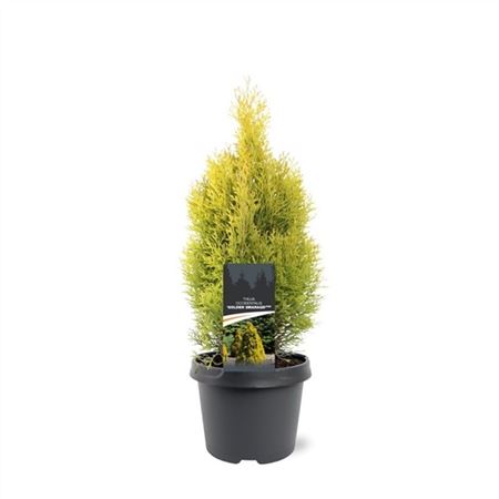 Thuja Occ Golden Smaragd