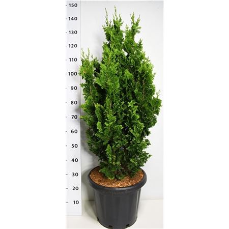 Thuja Occ Zmatlik