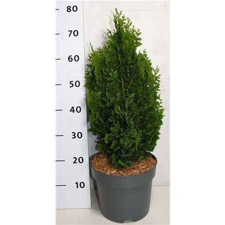 Thuja Occ Zmatlik