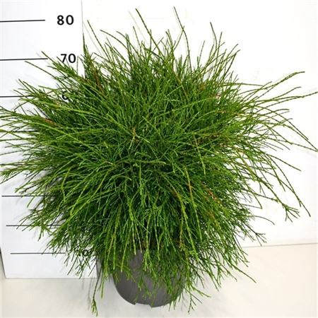 Thuya Occ Pin Cushion