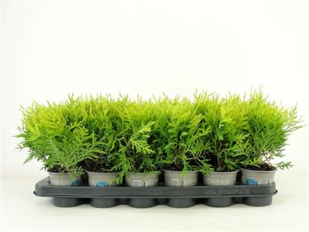 Thuja Occ Danica Aurea