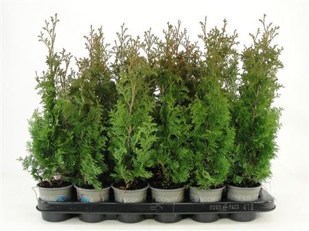 Thuja Occ Degroot Spire