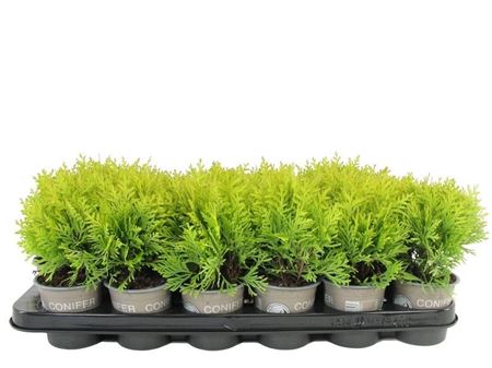 Thuja Occ Harvest Moon