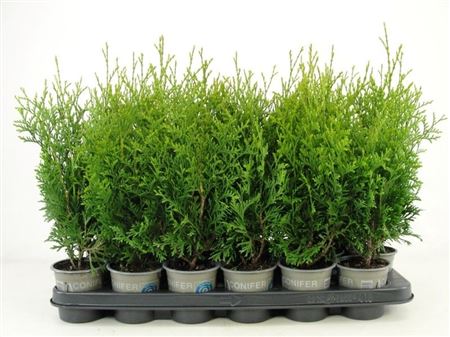 Thuja Occ King Of Brabant