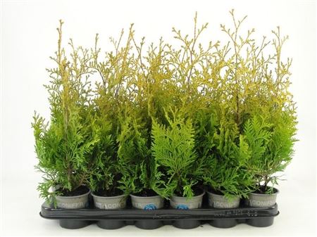 Thuja Occ Salland