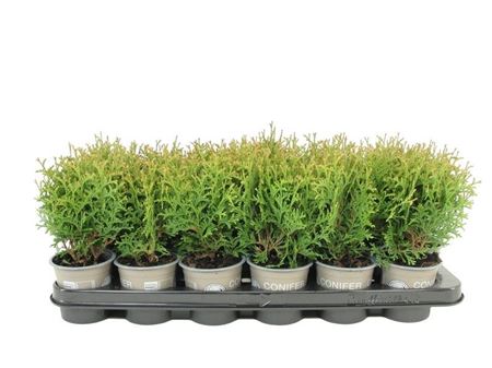 Thuja Occ Waterfield