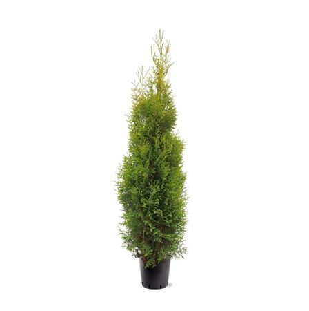 Thuja Occ King Of Brabant