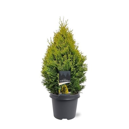 Thuja Occ Golden Smaragd