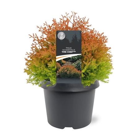 Thuja Occ Fire Chief