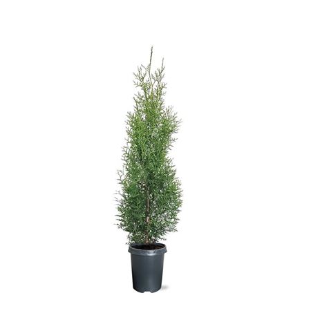 Thuja Occ King Of Brabant