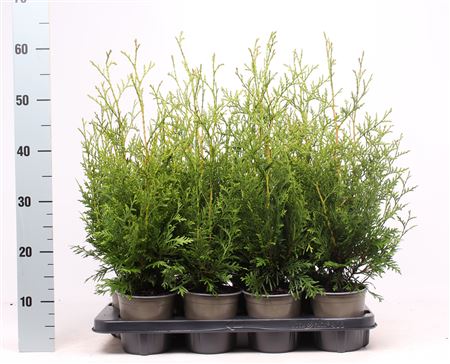 Thuja Occ Brabant