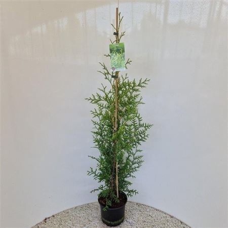 Thuja Occ Brabant
