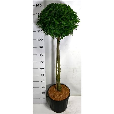 Thuja Occ Brabant On Stem