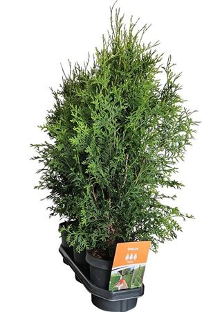 Thuja Occ King Of Brabant (hedgeline)