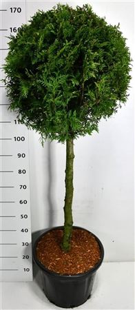 Thuja Occ Brabant On Stem