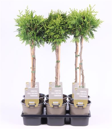 Thuja Occ Brabant On Stem