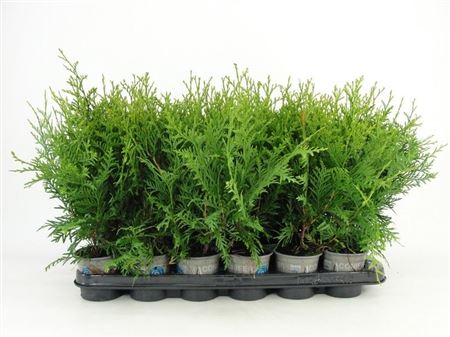 Thuja Occ Brabant