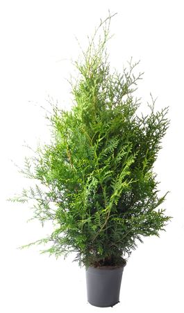 Thuja Occ Brabant (pressed)