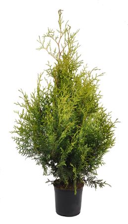 Thuja Occ Brabant (pressed)