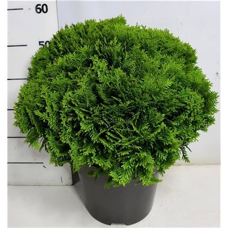 Thuja Occ Danica