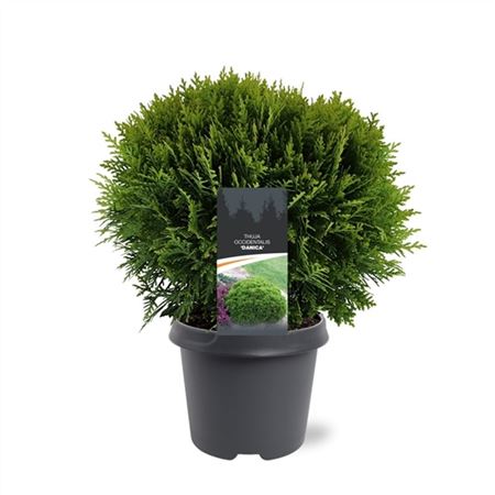 Thuja Occ Danica