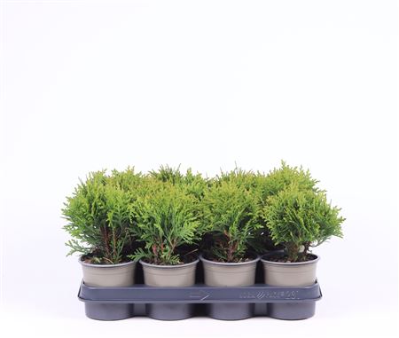 Thuja Occ Danica