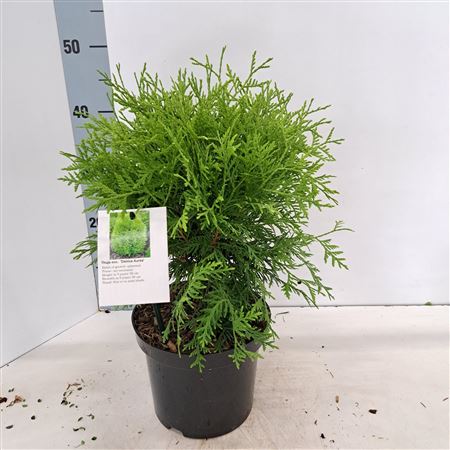 Thuja Occ Danica Aurea