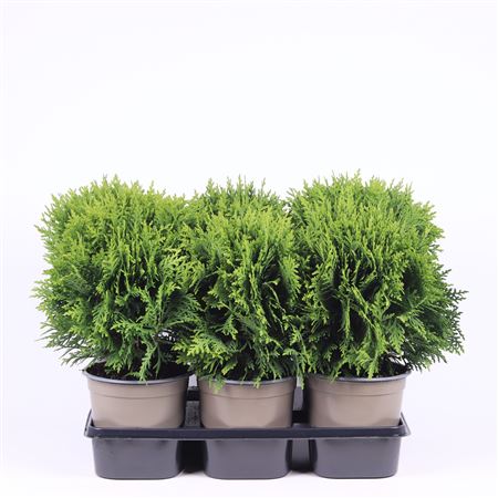 Thuja Occidentalis Danica