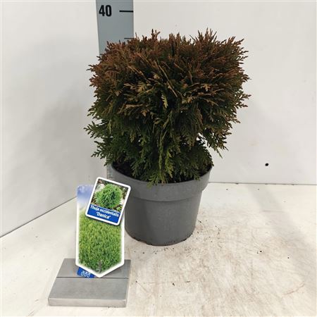 Thuja Occ Danica