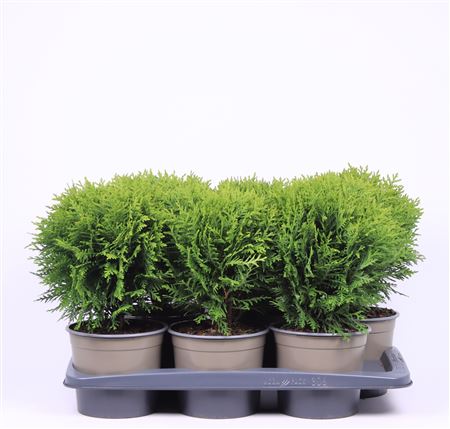 Thuja Occidentalis Danica